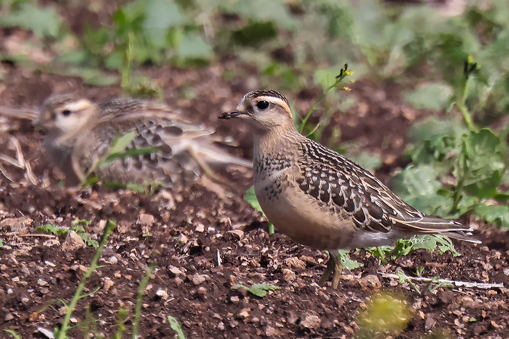 Dotterel
